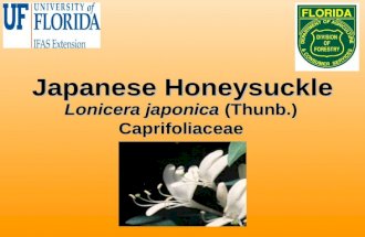 Japanese Honeysuckle Lonicera japonica (Thunb.) Caprifoliaceae.
