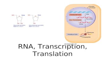 RNA, Transcription, Translation. How is RNA different from DNA 1. RNA= Ribonucleic acid vs deoxyribonucleic acid 2. sugars= ribose vs deoxyribose.