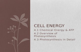 4.1 Chemical Energy & ATP 4.2 Overview of Photosynthesis 4.3 Photosynthesis in Detail CELL ENERGY.