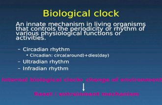 Biological clock An innate mechanism in living organisms that controls the periodicity or rhythm of various physiological functions or activities. –Circadian.
