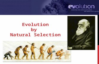 2006-2007 Evolution by Natural Selection. TINTORETTO The Creation of the Animals 1550 DOCTRINE.