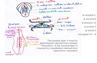 The parietal layer is lined by Methothelium derived from somatic Mesoderm. & the visceral layer is Covered by mesothelium derived from Splanchnic mesoderm.
