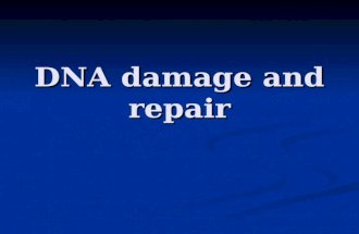 DNA damage and repair. DNA: the genetic material ensuring preservation of the genetic information preservation of the genetic information its transfer.