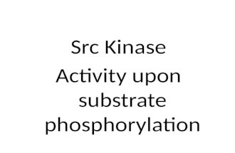 Src Kinase Activity upon substrate phosphorylation.