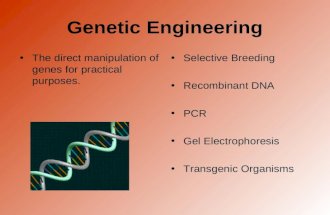 Genetic Engineering The direct manipulation of genes for practical purposes. Selective Breeding Recombinant DNA PCR Gel Electrophoresis Transgenic Organisms.