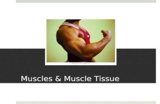 Muscles & Muscle Tissue. Muscles  “muscle” = myo- or mys-  sarco- = “flesh” - also refers to muscles.