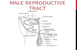 MALE REPRODUCTIVE TRACT.  watch?v=WEzcK-OKd10.