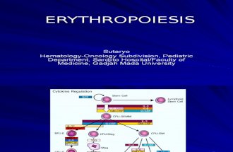 Erythropoiesis - Edit 27 Sept'06