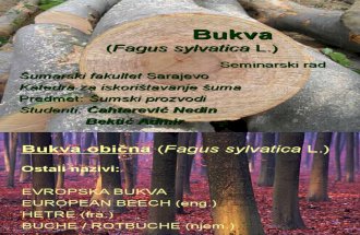 Bukva - Seminarski Rad