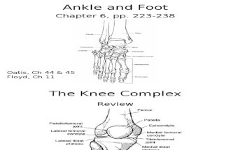 EXSC 322 - Ankle & Foot Part 1(1)