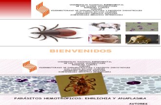 Diapositivas Con Video (Ehrlichia y Anaplasma)