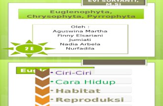 Euglenophyta, Chrysophyta, Pyrrophyta