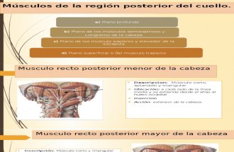 Diapositiva Músculos Anteriores Del Cuello