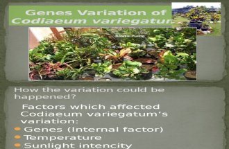 Genes Variation of Codiaeum Variegatum