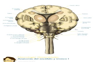 Atlas Neurologia Mir