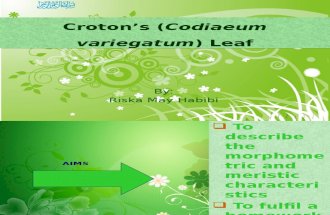Puring(Codiaeum Variegatum) Leaf