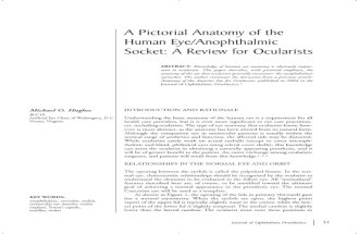 A Pictorial Anatomy of Human Eye
