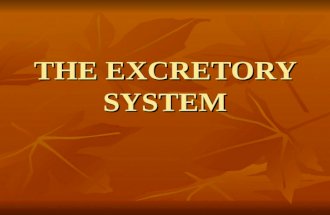 Intervensi Excretory System