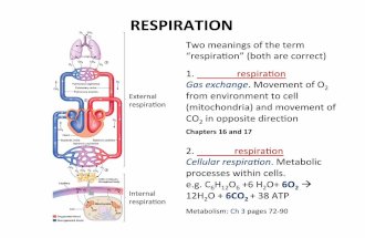 BIO2A03-Respiration Lecture Notes