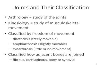 human joints