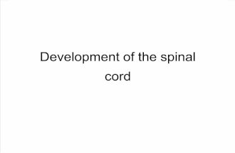Copy of Development of the Spinal Cord
