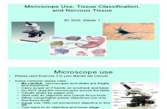 Week 1 Microscope, Tissues