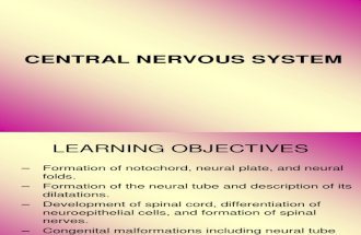 Lec 2 Neuroembyology