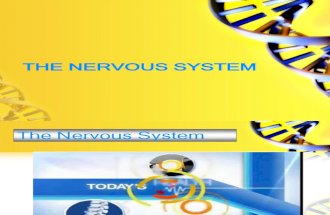Nervous Sytem V3