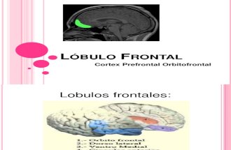 lbulofrontal.ppt