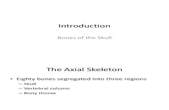Skull, Bones, Anatomy