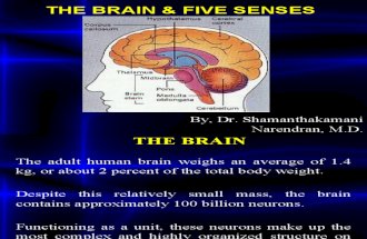 10 Brain Five Seneses