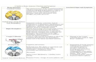 Guide to Brain Anatomy