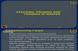 Staking prunning and cutting of grapes