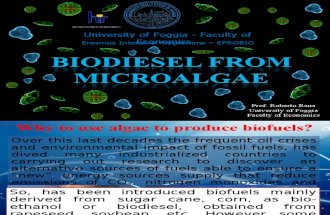 microalgae to biodiesel