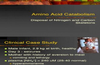Catabolism of Amino Acid