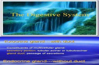 12 Digestive Glands