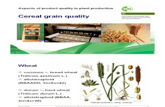 04_Cereal Grain Quality