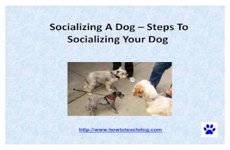 Socializing a Dog