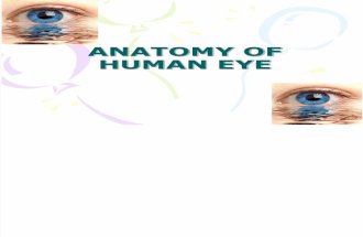 Anatomy of Human Eye