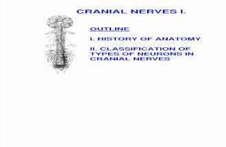 Cranial Nerves 1 Lectureff