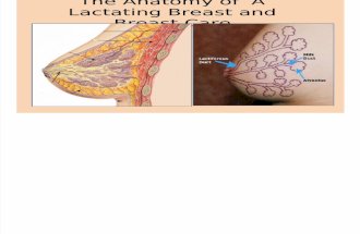 The Anatomy of a Lactating Breast