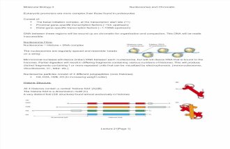 MBII - L21 - Transcription 5 - Nucleosomes and Chromatin