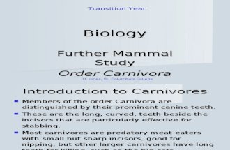 Mammals - Carnivores