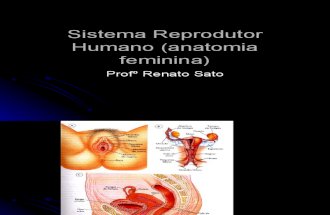 Biologia PPT - Sistema Reprodutor Humano (Anatomia Feminina)