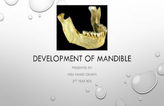 Development of mandible