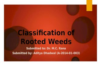 Classification of rooted weeds