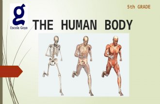 The human body PWP