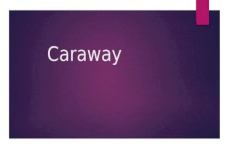 Carum carvi (Caraway)
