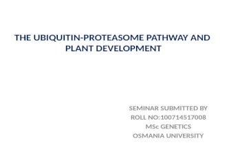 Ubiquitin proteasome pathway and plant development