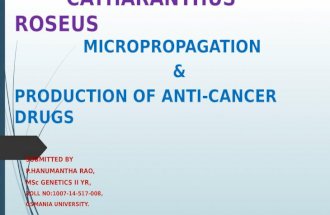 catharanthus roseus micro propagation and production of anti cancer drugs